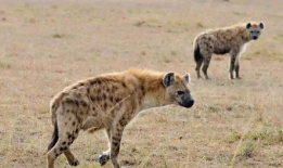 鬣狗交配视频,揭秘野生动物的繁衍奥秘